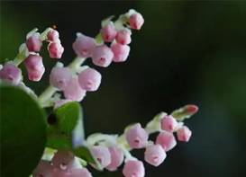 土壤中对苯二酚检测方法步骤与技术要点